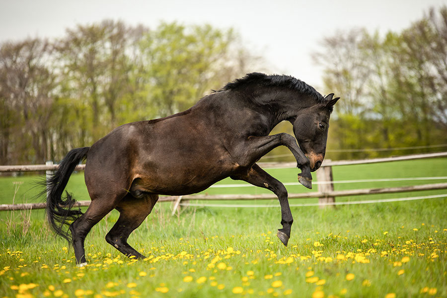 Ein springendes Pferd auf der Wiese