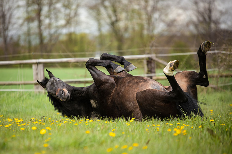 Ein Pferd, das sich auf der Wiese wälzt